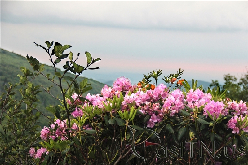 Roan Mountain Jane Bald
