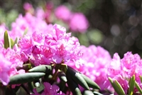mountain roan rhododendron gardens