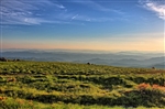 Roan Mountain Round Bald