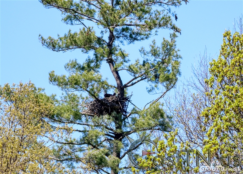 Bald Eagles on Boone Lake Winged Deer Park