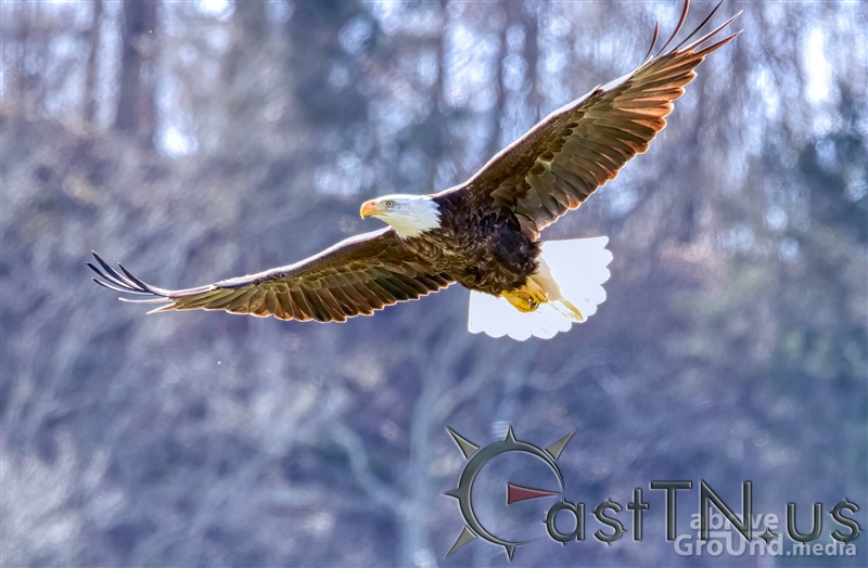 Bald Eagles on Holston River