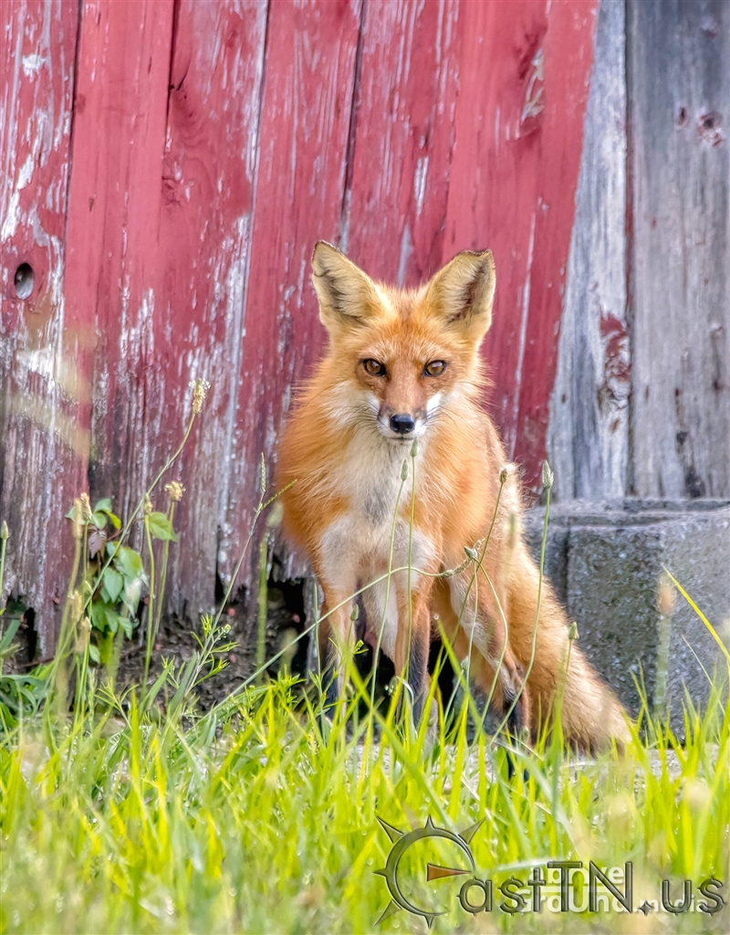 Red Foxes in Carter County
