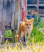 Red Foxes in Carter County