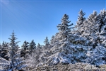 Roan Mountain Rhododendron Gardens