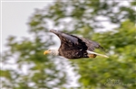 Bald Eagles on South Holston Lake