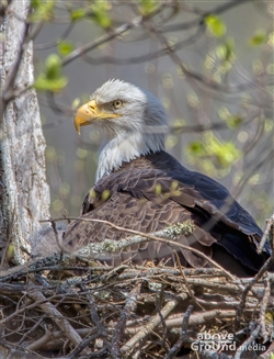 Bald Eagles on Clinch River