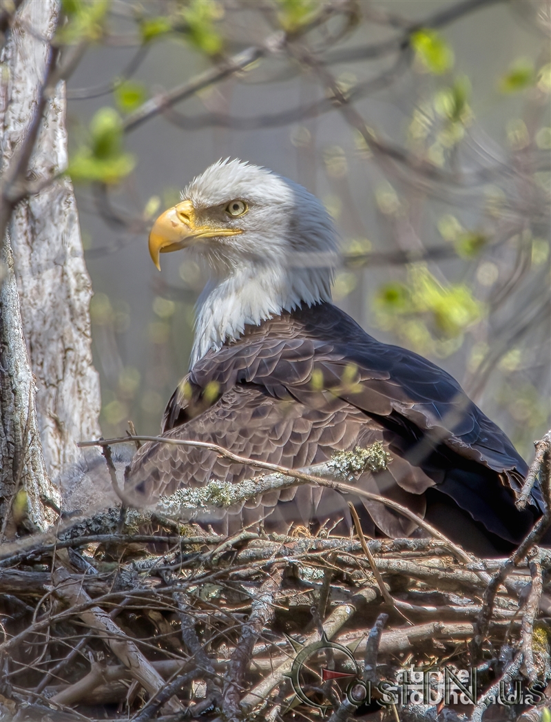 Bald Eagles on Clinch River
