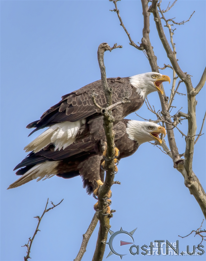 Bald Eagles on Watauga River