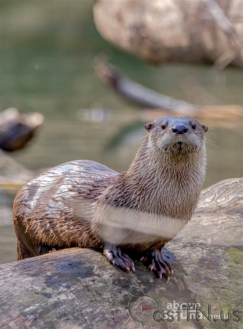 Otters on Reedy Creek