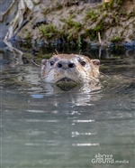 Otters on Reedy Creek