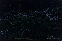 Blue Ghost Fireflies of Rocky Fork