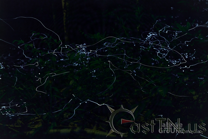 Blue Ghost Fireflies of Rocky Fork
