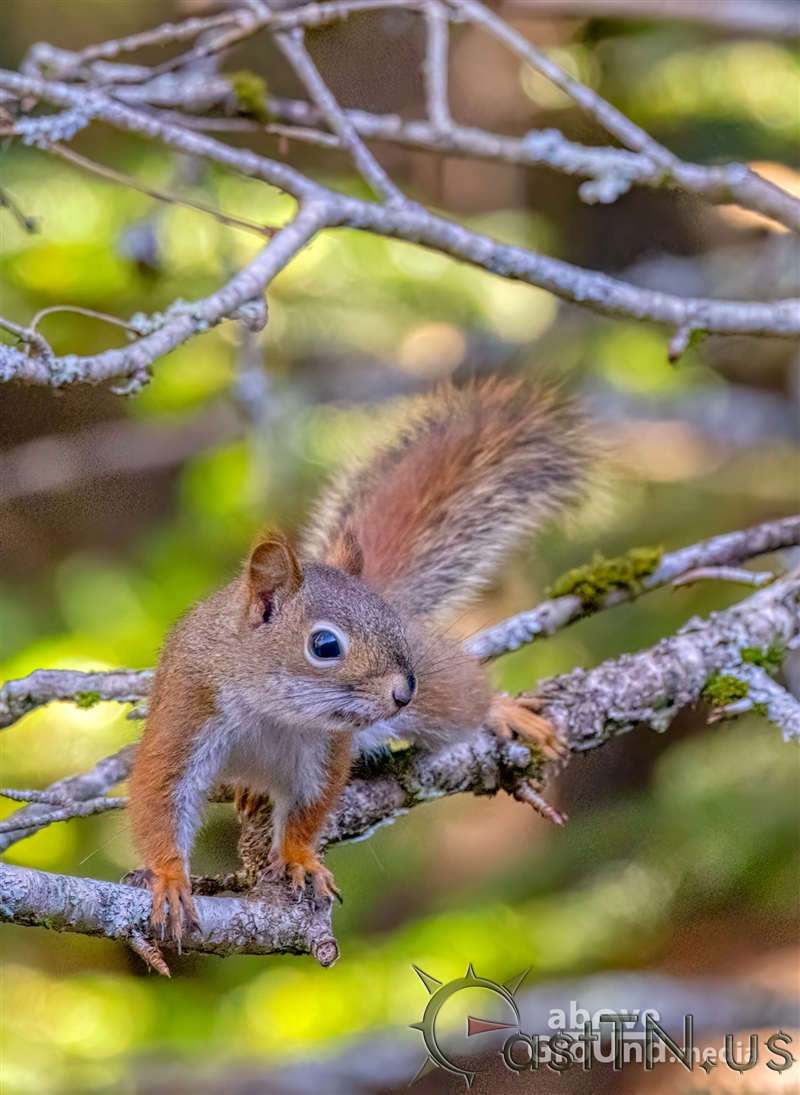 Red Squirrels on Roan Mountain