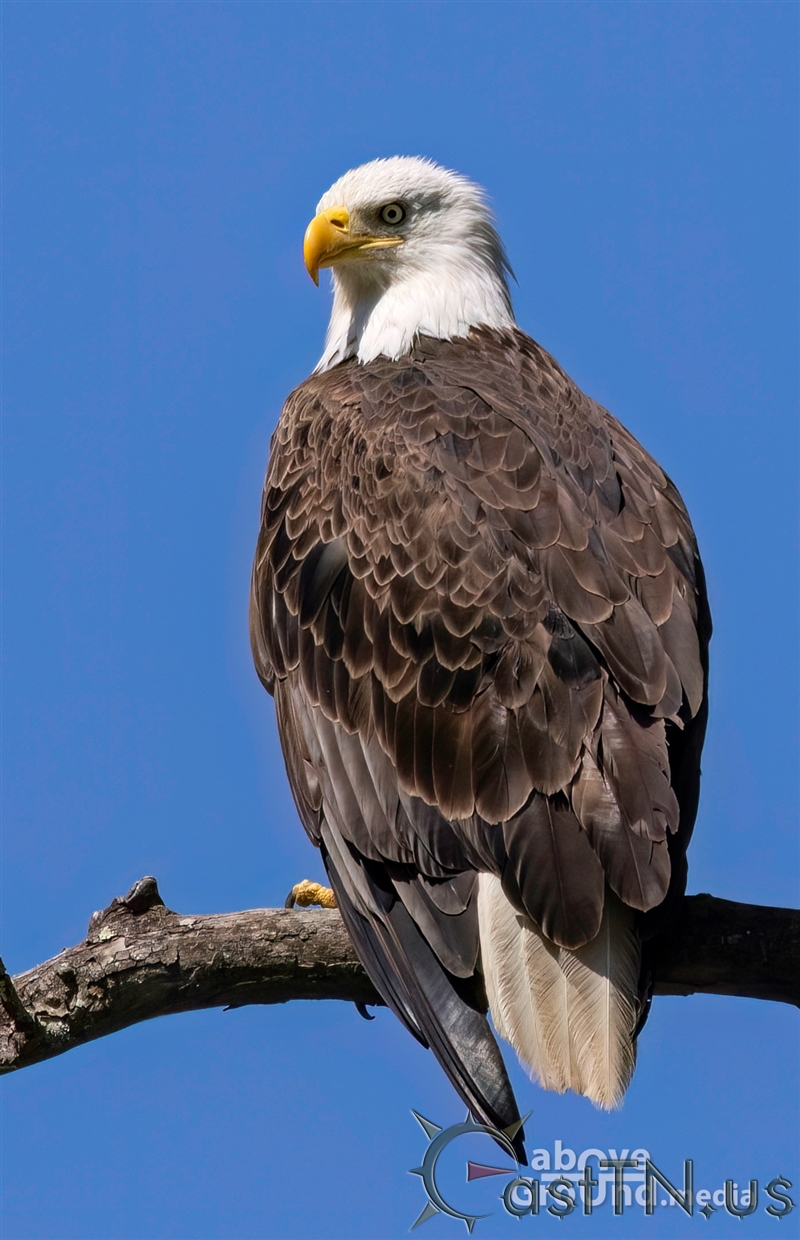 Bald Eagles on South Fork Holston River