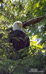 Bald Eagles on South Fork Holston River