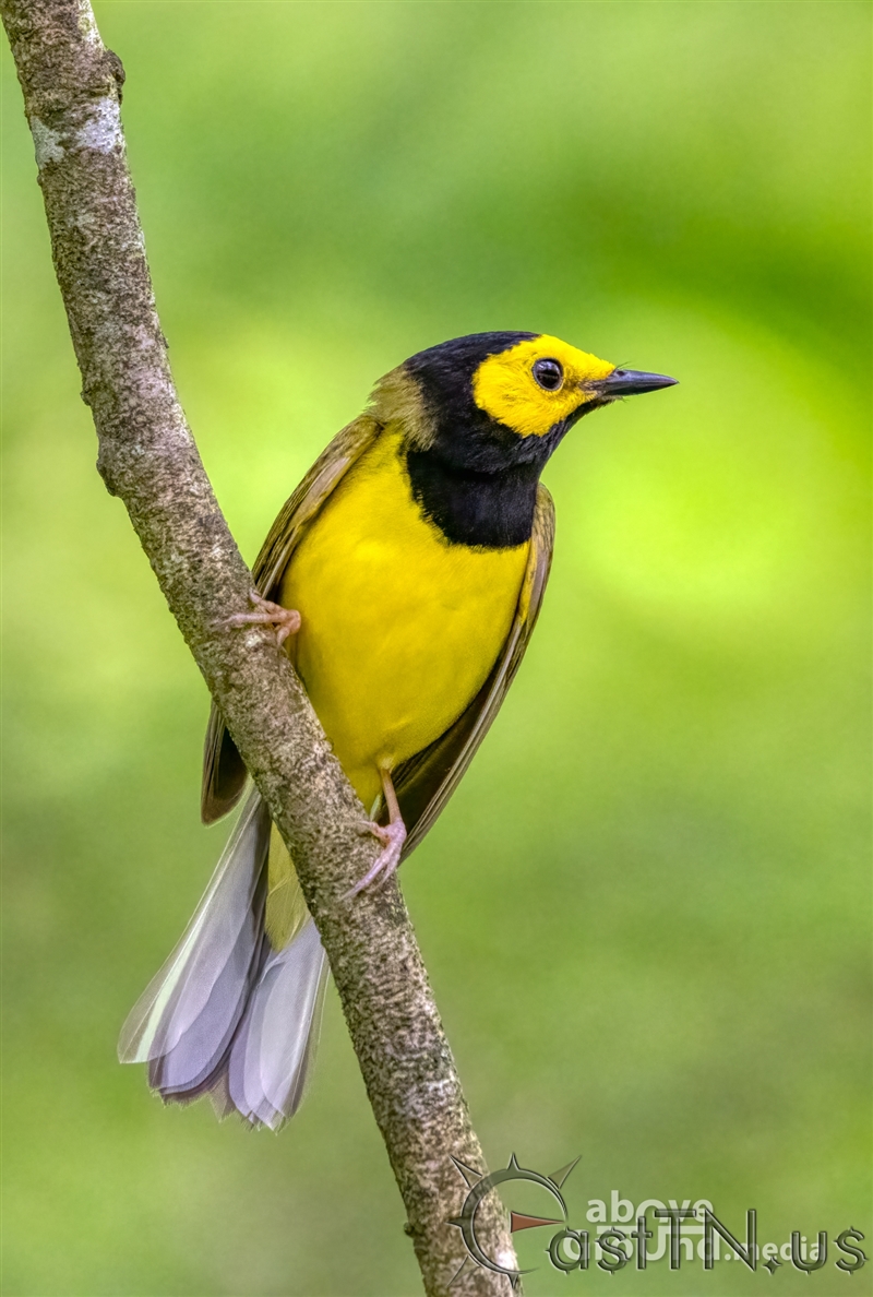 Warblers of Johnson County