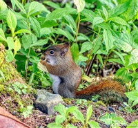 Red Squirrels on Roan Mountain