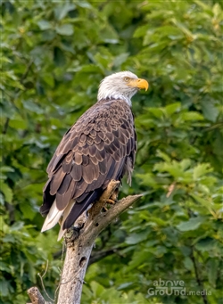 Bald Eagles on South Holston Lake