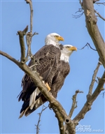 Bald Eagles on Watauga River