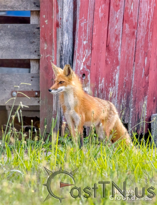 Red Fox — Edmonton & Area Land Trust