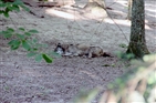 Bays Mountain Park