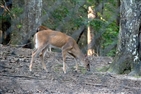 Bays Mountain Park