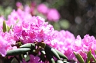 Roan Mountain Rhododendron Gardens