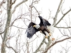 Bald Eagles on Watauga River