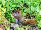 Red Squirrels on Roan Mountain