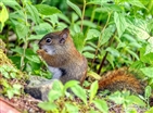 Red Squirrels on Roan Mountain Red Squirrels on Roan Mountain