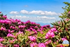 Roan Mountain Rhododendron Gardens