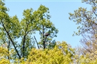 Bald Eagles on Boone Lake Winged Deer Park Bald Eagles on Boone Lake Winged Deer Park