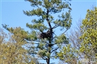 Bald Eagles on Boone Lake Winged Deer Park Bald Eagles on Boone Lake Winged Deer Park
