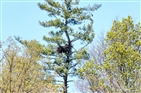 Bald Eagles on Boone Lake Winged Deer Park