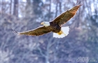 Bald Eagles on Holston River