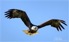 Bald Eagles on Holston River