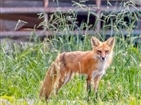 Red Foxes in Carter County