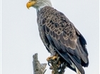 Bald Eagles on South Holston Lake Bald Eagles on South Holston Lake