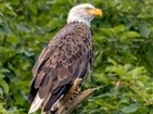 Bald Eagles on South Holston Lake