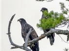 Bald Eagles on South Holston Lake Bald Eagles on South Holston Lake