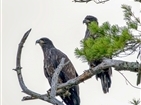 Bald Eagles on South Holston Lake