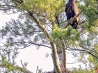 Bald Eagles on South Holston Lake Bald Eagles on South Holston Lake
