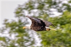 Bald Eagles on South Holston Lake Bald Eagles on South Holston Lake