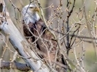 Bald Eagles on Clinch River