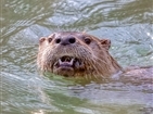 Otters on Reedy Creek Otters on Reedy Creek