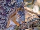 Red Squirrels on Roan Mountain Red Squirrels on Roan Mountain