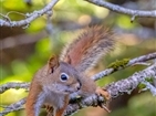 Red Squirrels on Roan Mountain Red Squirrels on Roan Mountain